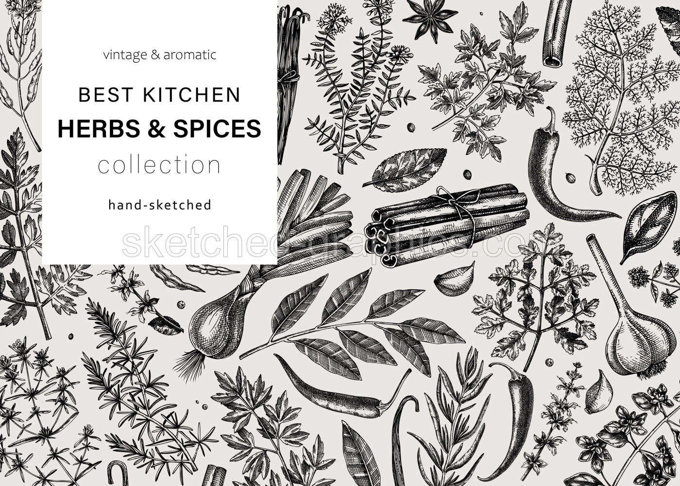 Hand-drawn herbs and spices vector design. Hand-sketched food illustration. Vintage aromatic plants hand-drawing. Kitchen herbs and spice frame template in sketched style. Vintage menu or banners Illustration